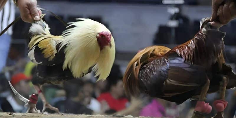 Nhiều giống gà chiến tham gia thi đấu tạo nên sức hấp dẫn cho các trận đá